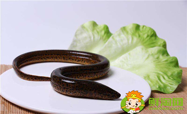 望月鱔和黃鱔的區別,萬一吃到望月鱔怎么辦