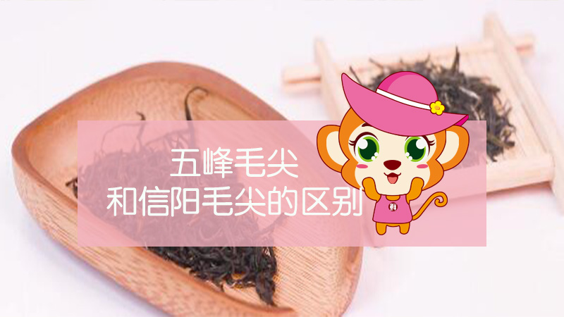 五峰毛尖和信陽毛尖的區別