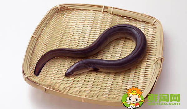 緬甸黃鱔為什么便宜,緬甸黃鱔和大陸黃鱔區別
