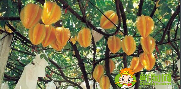 楊桃樹(shù)為什么不結(jié)果，楊桃樹(shù)結(jié)果時(shí)怎樣下肥