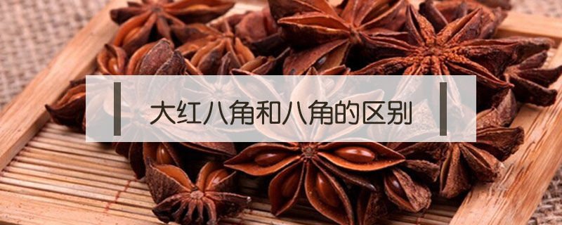 大紅八角和八角的區別