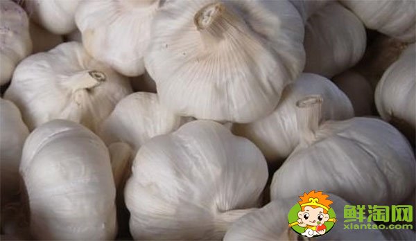 金鄉大蒜最新價格，一九年下半年大蒜行情