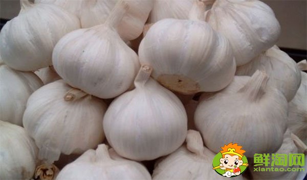 金鄉大蒜最新價格，一九年下半年大蒜行情