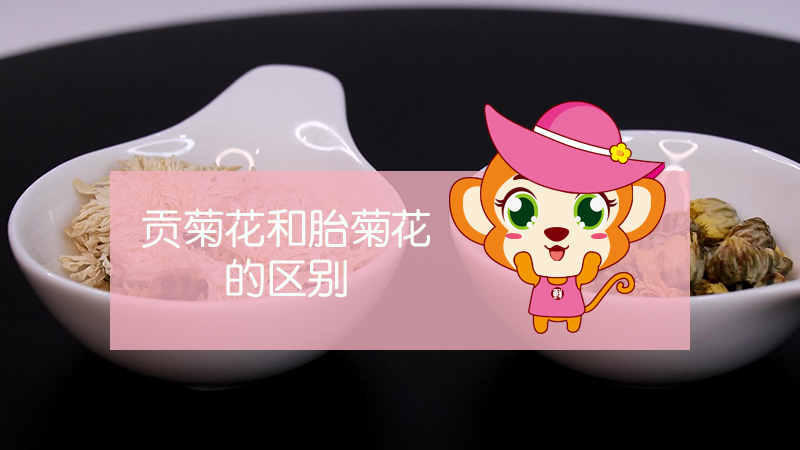 貢菊花和胎菊花的區別