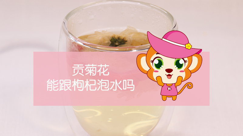 貢菊花能跟枸杞泡水嗎