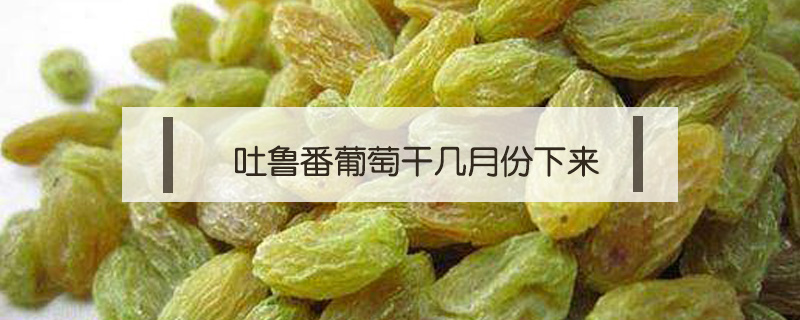 吐魯番葡萄干幾月份下來