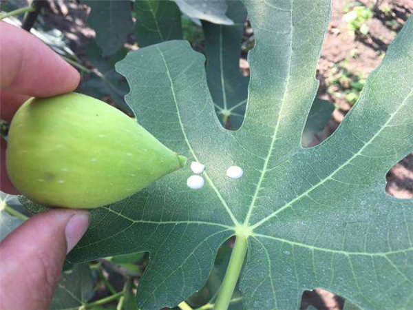 無花果白色汁液的作用