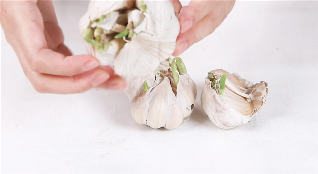 大蒜發芽能吃嗎