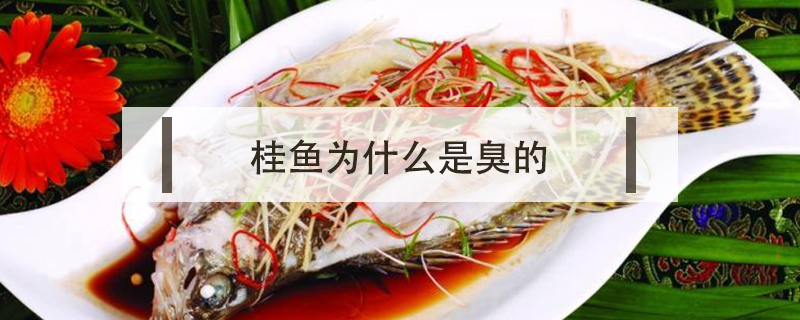 桂魚為什么是臭的