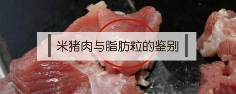 米豬肉與脂肪粒的鑒別
