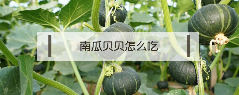 南瓜貝貝怎么吃