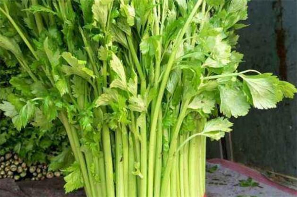 西芹和芹菜的區別