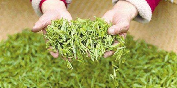 龍井新茶和老茶有什么區別