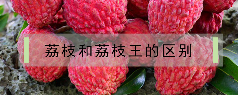 荔枝和荔枝王的區(qū)別