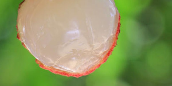 糯米糍荔枝幾月成熟