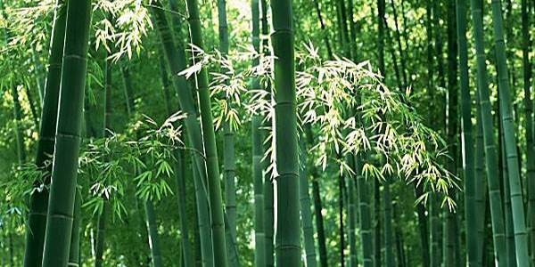 為什么竹子用鹽水煮