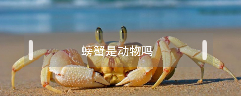 螃蟹是動物嗎
