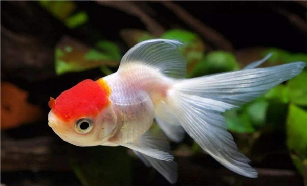 金魚的記憶真的只有七秒嗎，為什么說金魚的記憶只有七秒