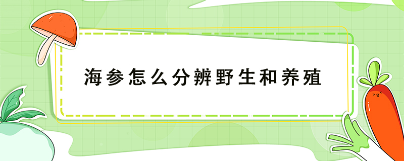 海參怎么分辨野生和養殖