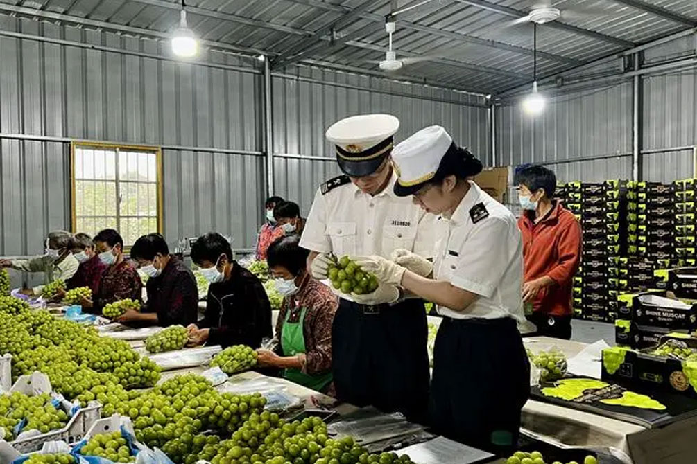 寧波陽光玫瑰首次出口澳大利亞